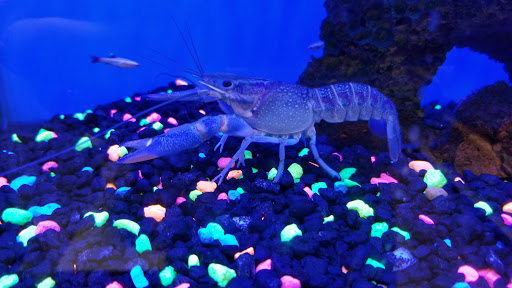 Pet Supply Store «Petco Animal Supplies», reviews and photos, 3050 N Rock Rd, Wichita, KS 67226, USA