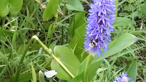 Event Venue «Sleepy Hollow Inn & Event Center», reviews and photos, 132 Old Jims Branch Rd, Swannanoa, NC 28778, USA