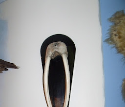 Museo de Caza Albarran photo