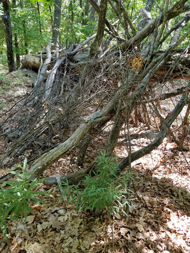 Hiking Area «Den Rock Park», reviews and photos, Stirling St, Andover, MA 01810, USA