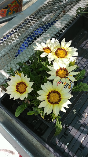 Home Improvement Store «Grange Co-op», reviews and photos, 1262 Stabler Ln, Yuba City, CA 95993, USA