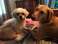 Fiona's Friends Pet Care - Photo 2 - Car repair in Prospect, CT, Waterbury