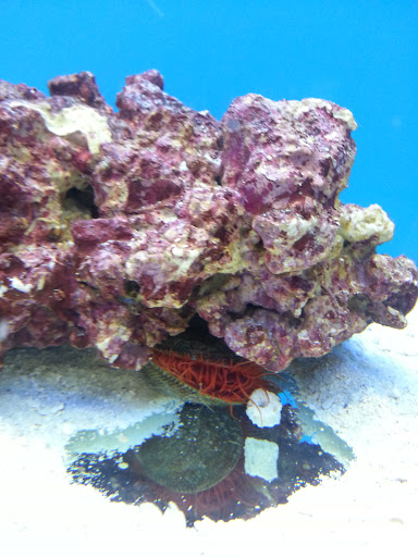 Pet Supply Store «Pet Club Rancho Cordova», reviews and photos, 2344 Sunrise Blvd, Rancho Cordova, CA 95670, USA