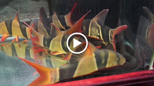 Aquarium «Beltway Aquarium», reviews and photos, 3306 Crain Hwy, Waldorf, MD 20603, USA