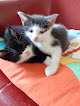 Best Places To Adopt Cats Stockport Near You