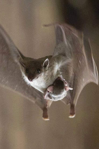 Pest Control Service «Attic Kings», reviews and photos