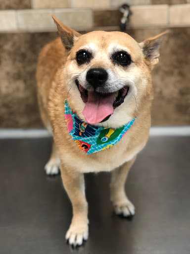 Pet Store «Canine Carousel», reviews and photos, 43135 Broadlands Center Plaza #129, Ashburn, VA 20148, USA