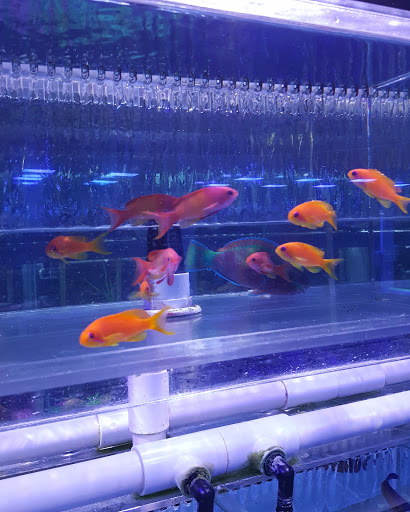 Pet Store «Sho Tank Aquariums», reviews and photos, 433 N Lake St, Mundelein, IL 60060, USA