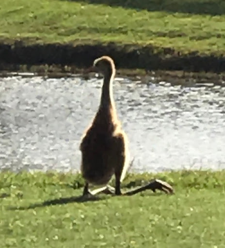 Golf Club «Turtle Creek Golf Club», reviews and photos, 1278 Admiralty Blvd, Rockledge, FL 32955, USA