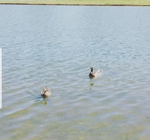 Park «Waterview Park», reviews and photos, 1700 Whitecliff Dr, Duncanville, TX 75137, USA