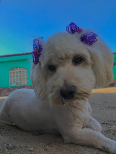 Foto de Estetica veterinaria en Hermosillo, Sonora
