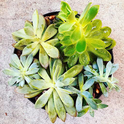 Florist «West Hollywood Florist», reviews and photos, 8205 Santa Monica Blvd, West Hollywood, CA 90046, USA