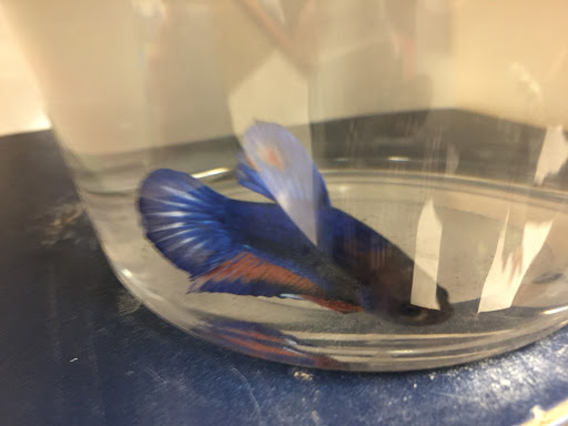 Pet Supply Store «Petco Animal Supplies», reviews and photos, 1624 Governors Square Blvd, Tallahassee, FL 32301, USA