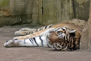 Tiger Taiga image