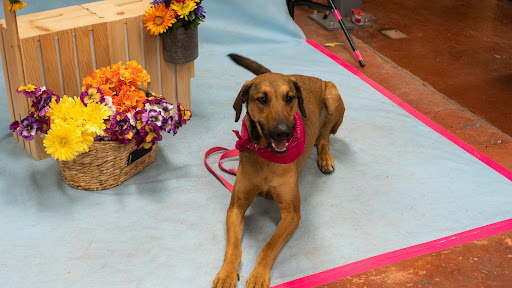 Pet Supply Store «Wags To Wiskers Pet Supplies», reviews and photos, 2423 W Stadium Blvd, Ann Arbor, MI 48103, USA