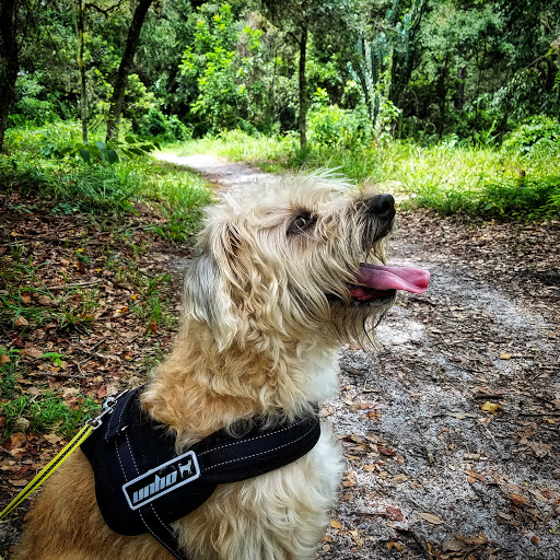 Nature Preserve «Pine Island Ridge Natural Area», reviews and photos, 3900 SW 100th Ave, Davie, FL 33328, USA