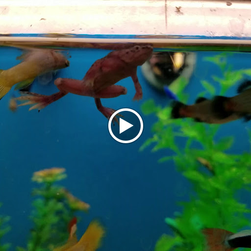 Pet Supply Store «PetSmart», reviews and photos, 770 E El Camino Real, Sunnyvale, CA 94087, USA