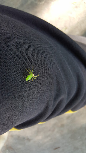 Park «Northeast Park and Paw Place», reviews and photos, 4630 E Bay Dr, Clearwater, FL 33764, USA