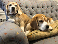 Village Sentry Pet Care LLC - Photo 6 - Car repair in Hollis, NH, Nashua