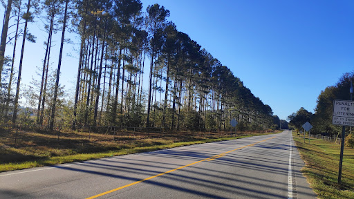 National Park «Congaree National Park», reviews and photos