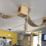 Photo n° 3 de l'avis de Pinhas.o fait le 29/06/2023 à 09:38 pour Le Chat’Ren’Thé - CatCoffee & Restaurant à La Rochelle