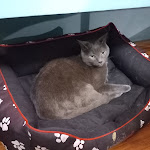 Photo n°11 de l'avis de Stefano.e fait le 07/03/2023 à 09:57 sur le  Crazy Cat Café à Milan