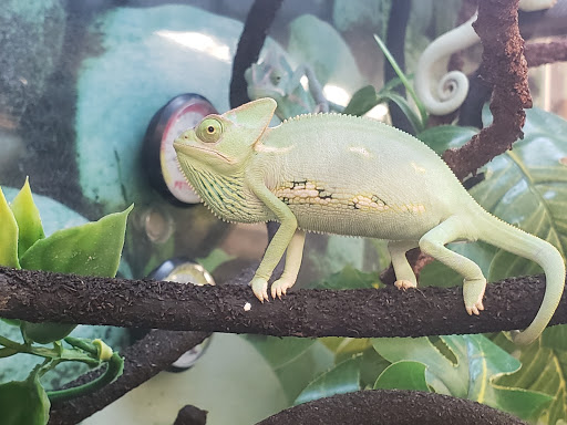 Pet Supply Store «Petco Animal Supplies», reviews and photos, 4840 N Pulaski Rd #100, Chicago, IL 60630, USA