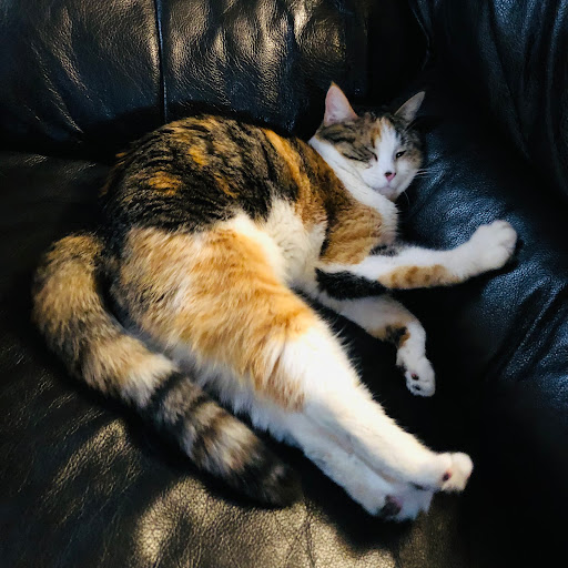 Pet Store «Perfect Pets», reviews and photos, 6840 S University Blvd #410, Centennial, CO 80122, USA