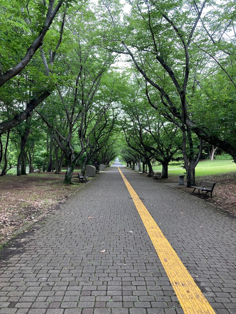 葛西臨海公園の桜