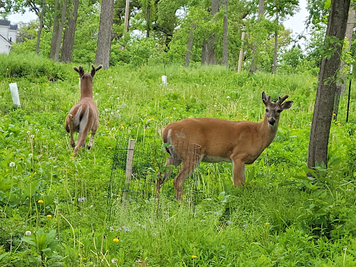 Museum «Brucemore», reviews and photos, 2160 Linden Dr SE, Cedar Rapids, IA 52403, USA