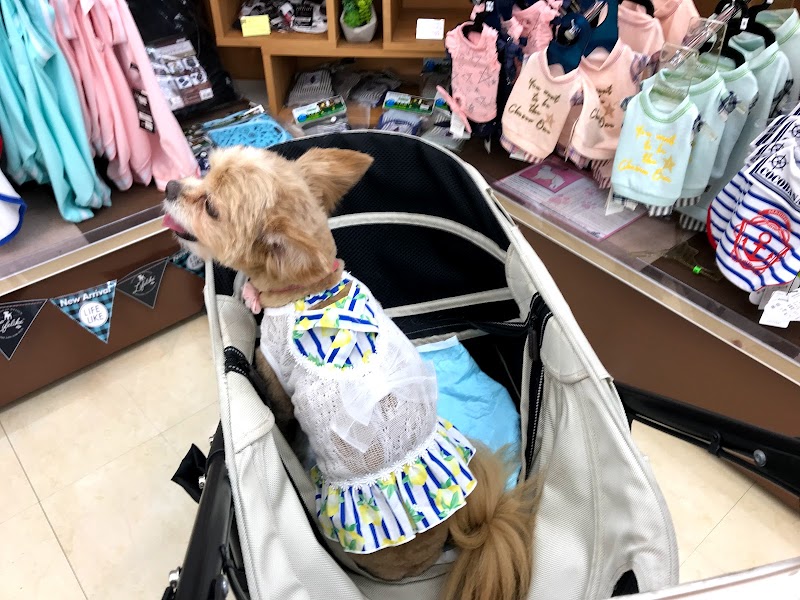 ペッツクローバー 東大宮店 埼玉県さいたま市見沼区島町 ペットショップ グルコミ