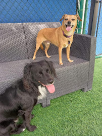 Nefertitis Puppy Palace - Photo 3 - Car repair in Pompano Beach, FL, Pompano Beach