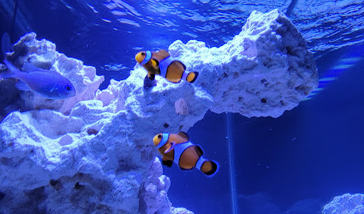 Tropical Fish Store «Aquarium Care Center», reviews and photos, 1105 NJ-35, Ocean Township, NJ 07712, USA