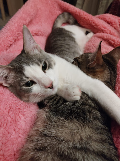 Las Rozas Clínica Veterinaria en Chinchilla de Montearagón
