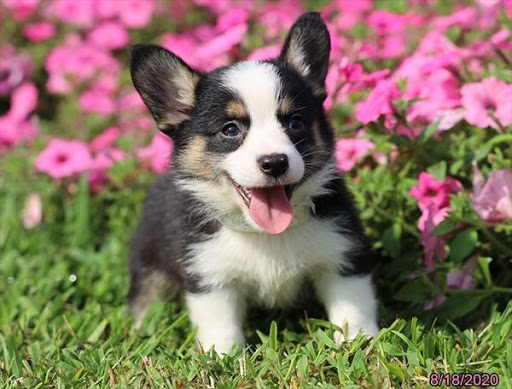 Pet Store «Puppies N Love», reviews and photos, 7700 W Arrowhead Towne Center, Glendale, AZ 85308, USA