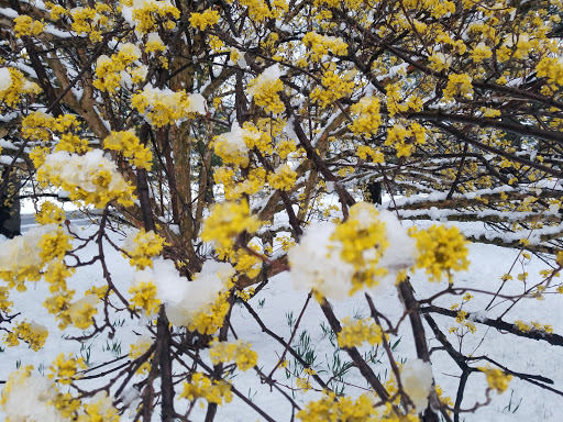 Park «Meadowbrook Local Park», reviews and photos, 7901 Meadowbrook Ln, Chevy Chase, MD 20815, USA