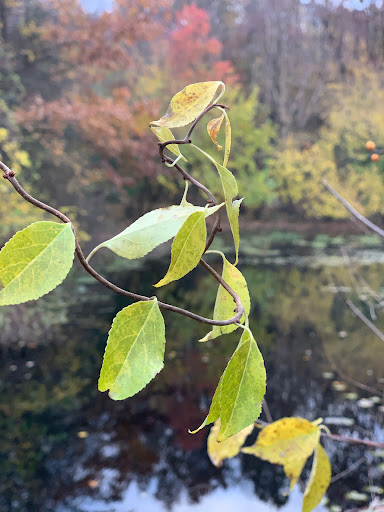 Park «Blue Heron Park Nature Center», reviews and photos, 222 Poillon Ave, Staten Island, NY 10312, USA