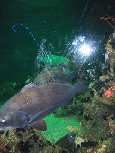 Shopping Mall «The Gallery Mall», reviews and photos, 200 E Pratt St, Baltimore, MD 21202, USA