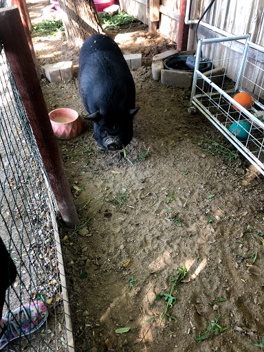 Produce Market «Blue Rooster Produce», reviews and photos, 23621 N 91st Ave, Peoria, AZ 85383, USA