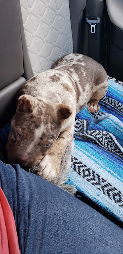 Pet Supply Store «Pet Supplies Plus», reviews and photos, 1937 FL-60, Valrico, FL 33594, USA