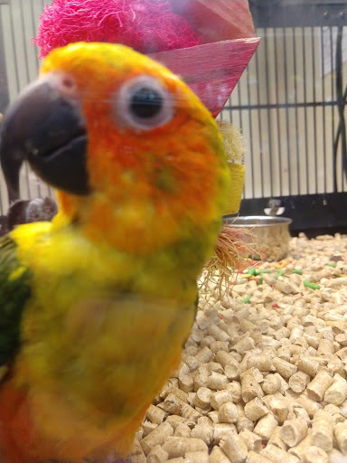 Pet Supply Store «PetSmart», reviews and photos, 2718 Legends Pkwy, Prattville, AL 36066, USA