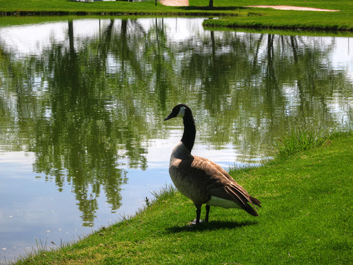 Public Golf Course «Swan Lakes Golf Course», reviews and photos, 850 N 2200 W, Layton, UT 84041, USA