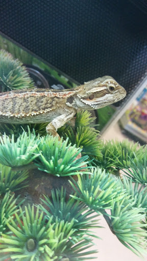 Pet Supply Store «PetSmart», reviews and photos, 6100 Arlington Blvd, Falls Church, VA 22044, USA