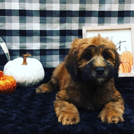 Pet Store «Happiness Is Pets Vi», reviews and photos, 616 E Roosevelt Rd, Lombard, IL 60148, USA