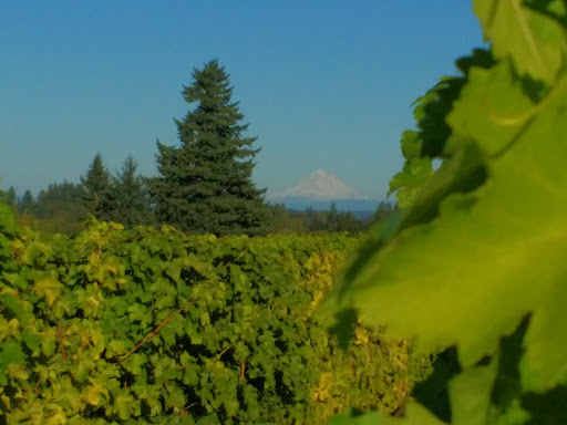 Vineyard «Aurora Colony Vineyards & Winery», reviews and photos, 21338 Oak Ln NE, Aurora, OR 97002, USA