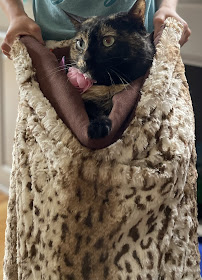 Heartland Paws - Photo 6 - Car repair in Omaha, NE, Omaha