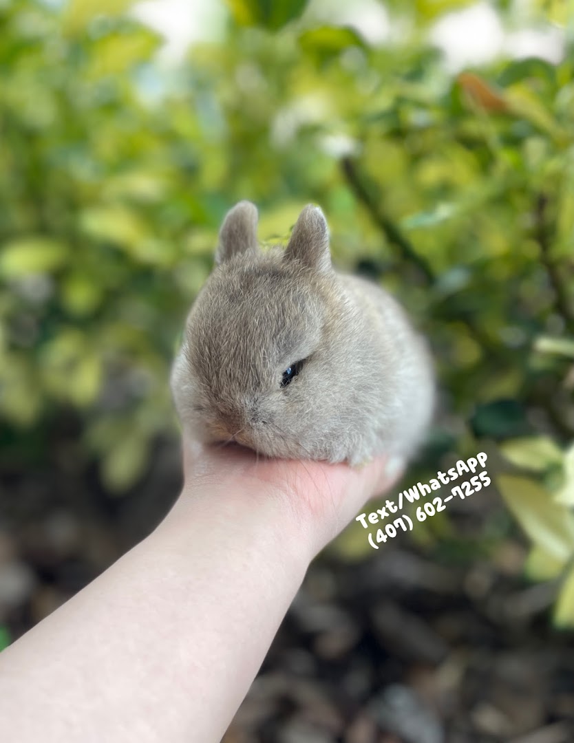 Bunny Pet Quality Netherland Dwarf