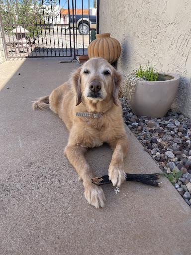 Paws & Effect Grooming