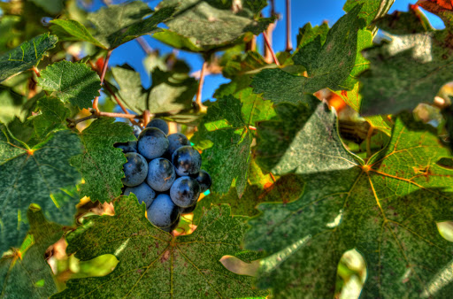 Vineyard «Alcantara Vineyards and Winery», reviews and photos, 3445 South Grapevine Way, Cottonwood, AZ 86326, USA