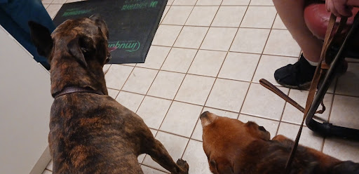 Animal Wellness Center of Pontiac image